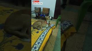 This sound make dogs go crazy dog shorts ytshorts [upl. by Charley]