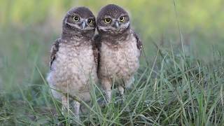 Best Baby Burrowing Owls Ever [upl. by Eninnaej]