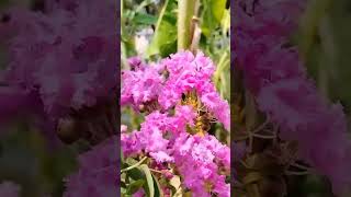 Lagerstroemia indicacrape myrtleflowerskuttanadkerala [upl. by Eintroc460]