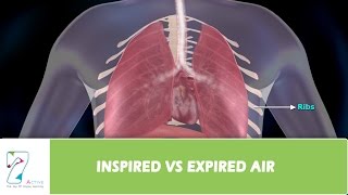 INSPIRED Vs EXPIRED AIR [upl. by Andria631]