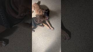 Teaching a pitbull puppy “go” using work dogs puppytraining pitbull trending belgianmalinois [upl. by Erna994]