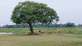 গ্রামের সুন্দর প্রকৃতি দেখে কার না ভালো লাগে এত সুন্দর একটি দৃশ্য [upl. by Adnoloy]