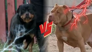 6 Fierce Dogs Fighting Over Their Owner [upl. by Whitelaw]