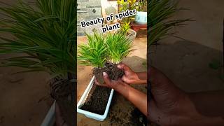 Spider plant propagation in soil🌱plant propagationGrow plants💯 [upl. by Dagney]