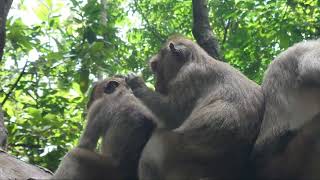 Amazing monkey and baby  They take up on wood for rest a half day  part 5 [upl. by Amelus]