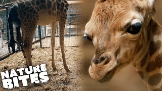 You Wont Believe How a Giraffe Gives Birth  Nature Bites [upl. by Strepphon861]