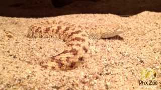 Saharan Sand Viper Disappearing Act [upl. by Ramyar111]