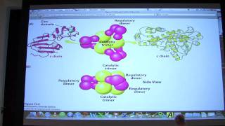 14 Biochemistry Enzyme Regulation I Lecture for Kevin Aherns BB 450550 [upl. by Ianahs587]