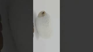 How a SilkWorm lives in the Cocoon timelapse [upl. by Savihc918]