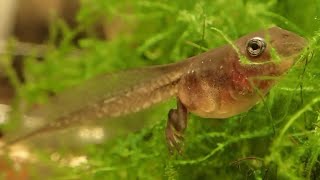 Dumpy Treefrog Tadpoles Feeding Time [upl. by Barnet68]