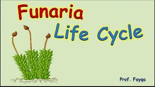 Funaria life cycle [upl. by Yortal]