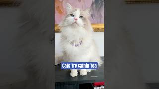 Cats Try Catnip Tea catenrichment cat ragdolls [upl. by Yehc]