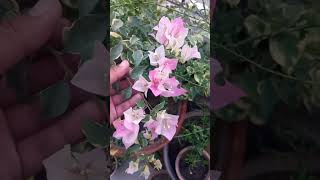 Variegated Bougainvillaea Flowers 🌸🌺 [upl. by Alysia]