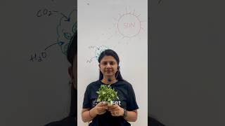 ￼What is photosynthesis ￼The science behind plant energy  Photosynthesis explained ￼ biology [upl. by Caitlin510]