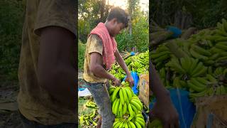 Part 20 Bag wala Kala cutting 🔪 Banana lodging youtubeshorts agriculture fruit [upl. by Huberty]