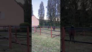 New paddocks gallop racehorse evergreen foryou [upl. by Anaujahs]