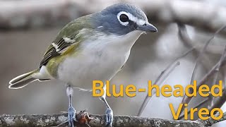 Blueheaded Vireo Early Bird [upl. by Leira]