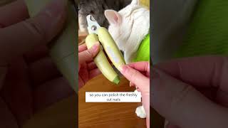 Trimming Cat’s Nails MUCH Safer 😻 [upl. by Shay741]