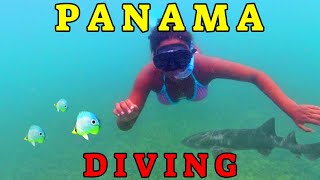 Diving in Panama corals and marine life in Bocas del Toro on the Caribbean Sea [upl. by Marisa]