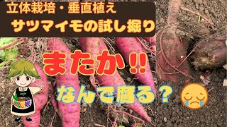 【前回に続いて今回も】垂直栽培のサツマイモの試し掘りで腐れた芋が又出たのは・・・？垂直栽培・立体栽培のメリットとデメリット [upl. by Odnomor423]