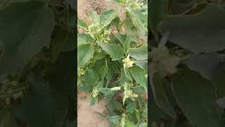 भतुआ vs खत्तुआ ll Bhatua vs Khatua ll Chenopodium album vs Chenopodium murale ll CP Singh Official [upl. by Dorothee]