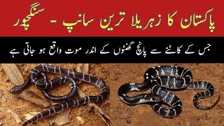 Indian Common Krait  Sangchoor Most Venomous and deadliest Snake of Pakistan Wildlife of Pakistan [upl. by Ahsimac588]