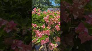 Bonsai Bougainvillea [upl. by Efeek830]