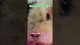 Super Epicurus shortsfeed share viral lovepets small guineapig care fyp foryouforyou fyo [upl. by Tesler]