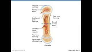 Bone Formation Fetus to Adult [upl. by Pfosi]