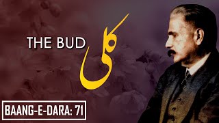 BaangeDara 71  The Bud  Kali  Allama Iqbal  Iqbaliyat  AadhiBaat [upl. by Elyak722]