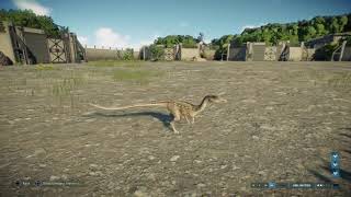 Jurassic World Evolution 2 Coelophysis vs Compsognathus pair [upl. by Ynnej]