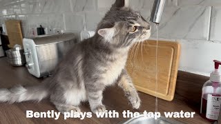 Bently plays with tap water [upl. by Nuahc580]