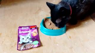 whiskas cat food meat collectionbeefjelly [upl. by Aivatan]