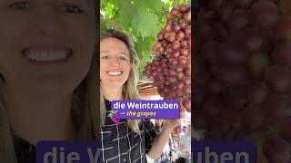 Did you know the German word for grapes 🍇🇩🇪 learngerman germanteacher deutsch [upl. by Audra]