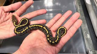 Baby Ball Python Update Clutch 2 [upl. by Orabelle931]