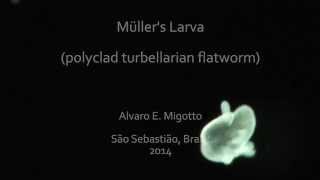 Müllers larva  polyclad turbellarian flatworm [upl. by Asiela]