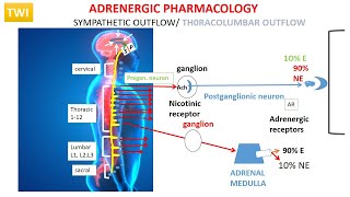 ADRENERGIC PHARMACOLOGY OVERVIEW PART 1  SYNTHESIS OF NE [upl. by Atsirk]