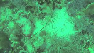 Crayfish diving FNQ [upl. by Caasi]