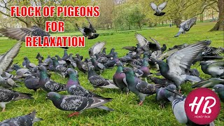 Nature for Relaxation  Flock of Pigeons [upl. by Boy409]