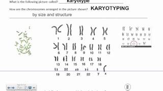 Karyotyping IB Biology [upl. by Hodgson]