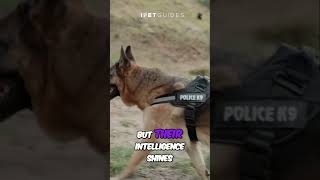 German Shepherds vs Rottweilers dog germanshepherd rottweiler shorts [upl. by Particia]