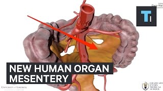 Why new human organ called mesentery is so important [upl. by Vaughn]