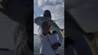 Crevalle Jack slams live bait sardine mexicofishing [upl. by Willin]