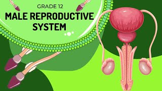 Male reproduction system  Structures and Function [upl. by Kaufmann]