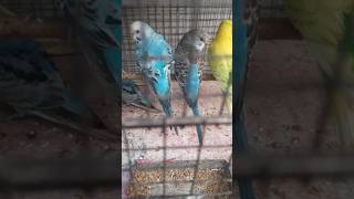 BADGIS PAROT SELL  price 200 taka par pair  Birds lover saidul [upl. by Tann]