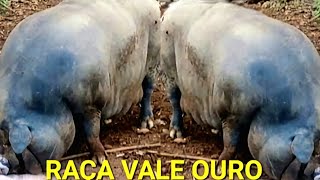 PORCO CARUNCHO RAÇA ANTIGA VALE OURO EM EXTINÇÃO [upl. by Nnaeus74]