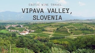 Slovenian Wine  Rebula Ribolla Gialla from Vipava Valley [upl. by Watkin]