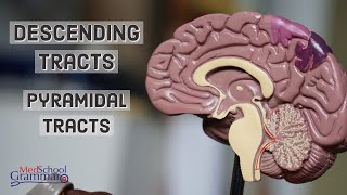 Central Nervous System Pyramidal Tracts [upl. by Court]