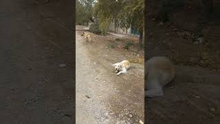 DogS rest  dog animals shorts  shortsvideo [upl. by Nam]