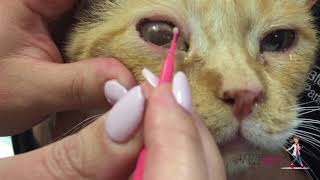 How to perform corneal cytology in a cat  VETgirl Veterinary Continuing Education Videos [upl. by Bigelow]